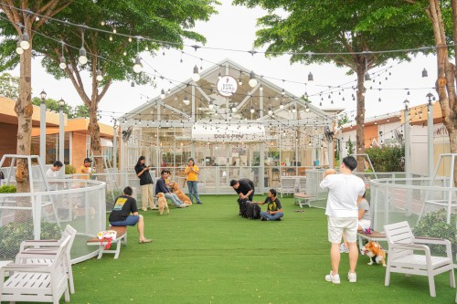 Dog s Paw