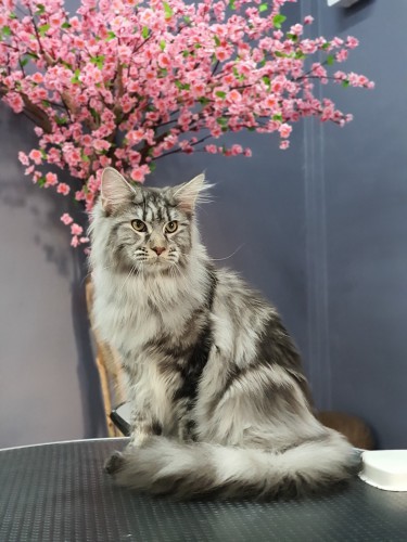 Modern Dog Grooming School