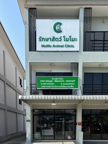 Momo animal clinic bangkok branch