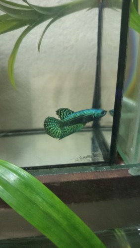 Betta FishTG betta