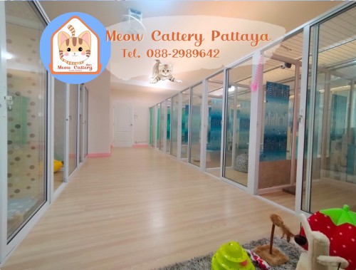 Meow cattery pattaya cat hotel