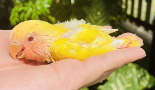 N&G Birds House PTY