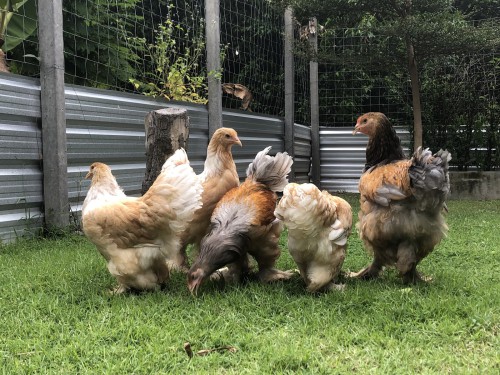 Chicken House