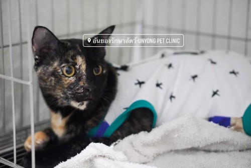 Anyeong Animal Hospital