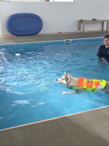 Fluffy Space Dog pool and playground
