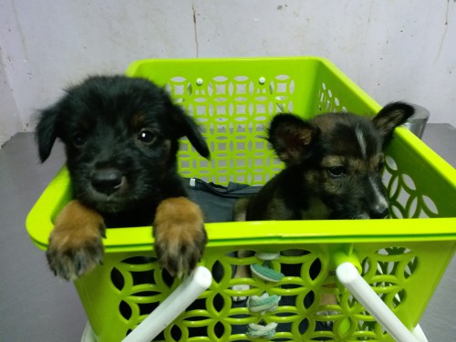 Petra Animal Treatment Treatment, surgery, X-ray Ultrasound Bath & Hairdressing Phetra Veterinary