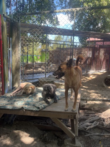 Dog and Cat Rescue Samui Foundation Ban Taling Ngam