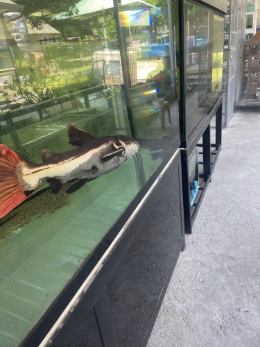 Fancy Betta At Samui