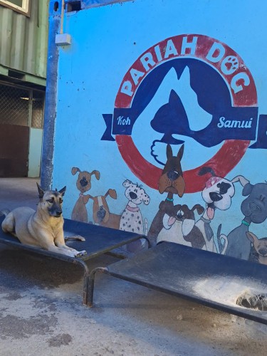 Pariah Dog Koh Samui